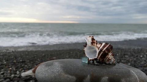 Brown seashell on a pebble beach against the sea. Stock Footage 109334937