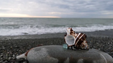 Brown seashell on a pebble beach against the sea. Stock Footage 109336985
