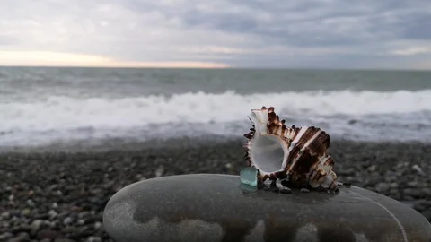 Brown seashell on a pebble beach against the sea. Stock Footage 109337398