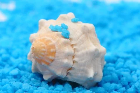 Brown seashell Stock Photos