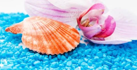 Brown seashell Foto stock