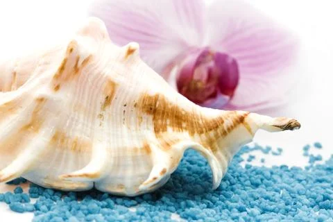 Brown seashell Foto stock