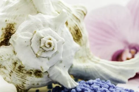 Brown seashell Stock Photos