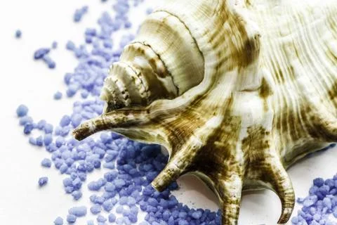 Brown seashell Stock Photos