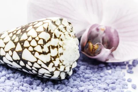 Brown seashell Stock Photos