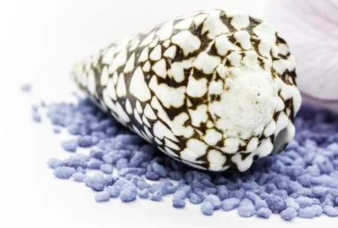 Brown seashell Stock Photos