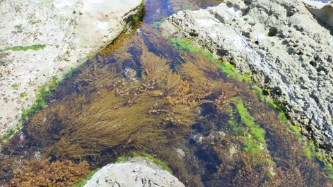 Brown seaweed and algae growing on rocky shores of Shonai Coast Video stock 327993507