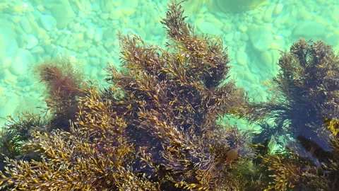 Brown seaweed and green algae flourish in the crystal-clear shallow ocean water Video stock 335271869