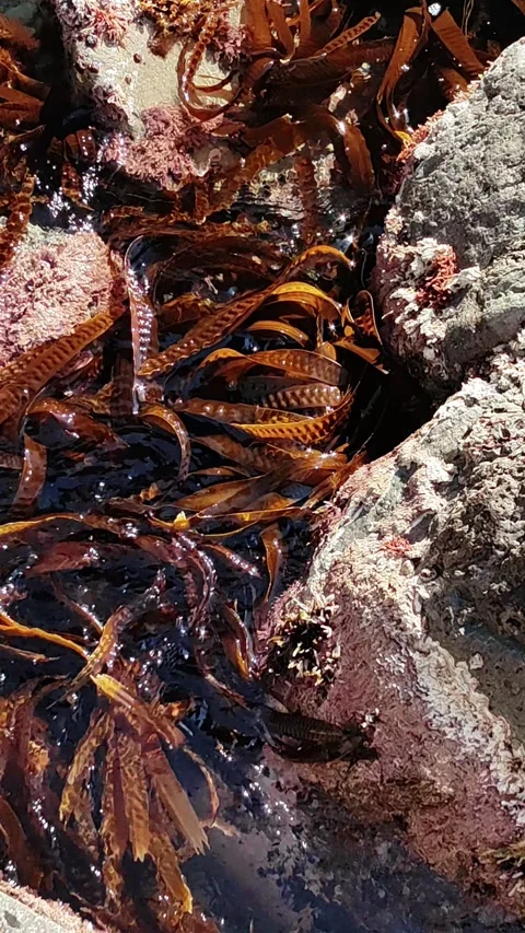 Brown seaweed kelp floating in ocean tide pool glistening sunlight. vertical. Stock Footage 335765785