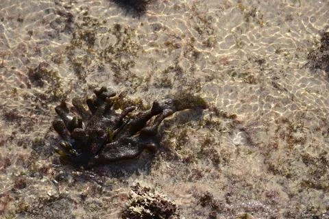 Brown seaweed Stock Photos