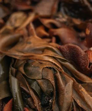 Brown seaweed Stock Photos