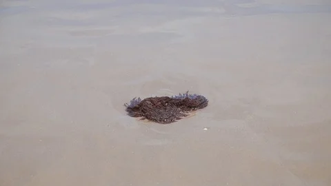 Brown seaweed in water on beach Video stock 111433451