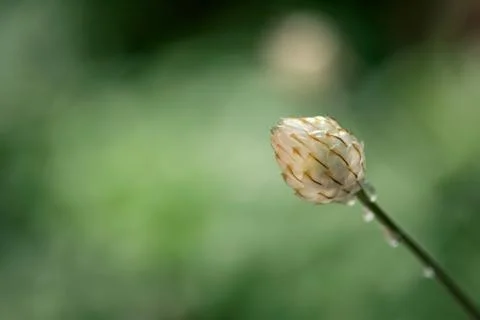 Brown Seed Head Stock Photos