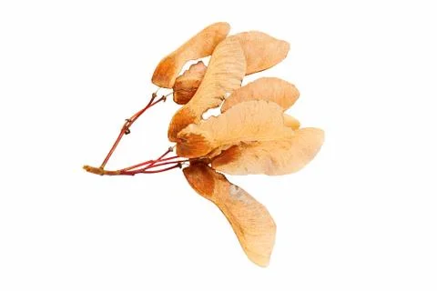 Brown seeds of maple tree Stock Photos