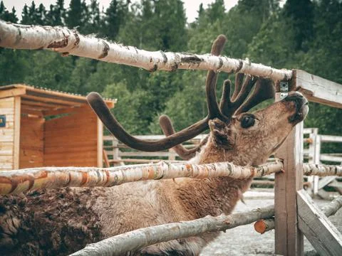 Brown server deer, behind a birch fence, medium plan Stock Photos