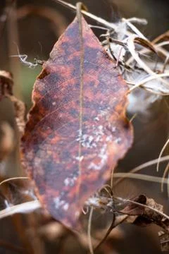 A brown shade of the leaf lies on the grass Stock Photos