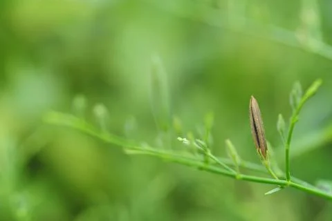 Brown sheath  of andrographis paniculata Stock Photos
