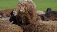 Brown Sheep Bleating And Walking Through The Herd Stock Footage