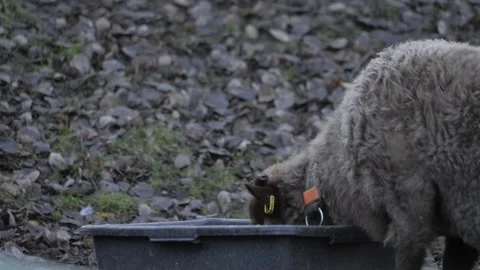 Brown Sheep With Collar Drinking and Looking Up, Medium Shot 動画素材 234077071