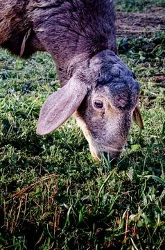 A brown sheep eats grass Stock-Fotos