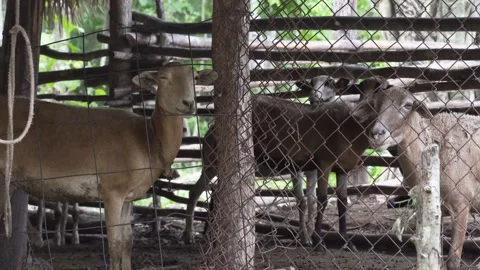 Brown sheep inside the fence looking into the camera Stock Footage