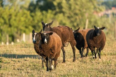 Brown sheep in the meadow Stock Photos
