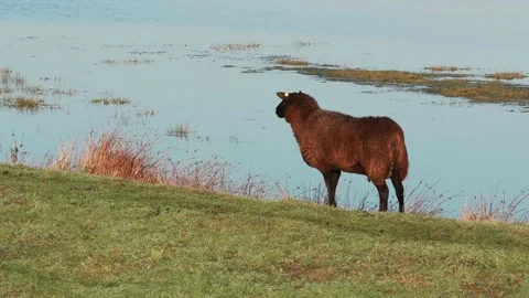 Brown sheep standing on a dike in front of a lake Stock Footage 149626927