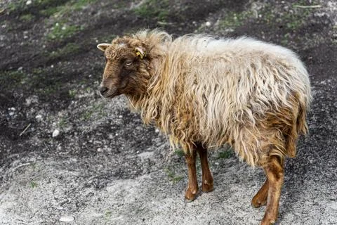 Brown Sheep with Thick Wool Standing on Rural Ground Stock Photos