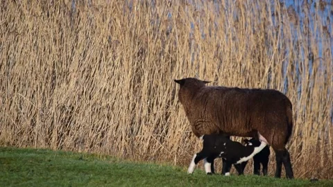 Brown sheep with two lambs drinking her milk on a dike Stock Footage 149613950