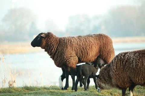 Brown sheep with two lambs drinking her milk on a dike Stock Photos