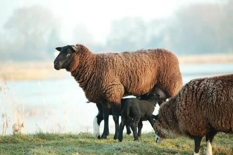 Brown sheep with two lambs drinking her milk on a dike Stock Photos