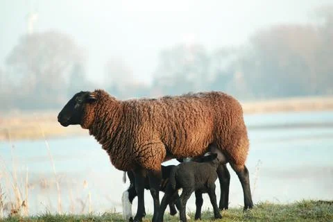 Brown sheep with two lambs drinking her milk on a dike Stock Photos