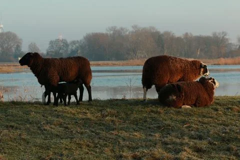 Brown sheep with two lambs drinking her milk on a dike Stock Photos