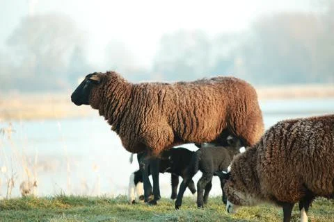 Brown sheep with two lambs drinking her milk on a dike Stock Photos