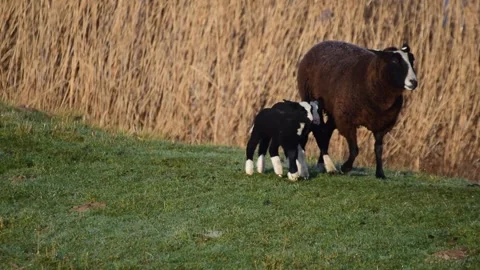 Brown sheep with two lambs walking on a dike Stock Footage 149581060