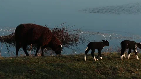 Brown sheep with two lambs walking on a dike Stock Footage 149627106