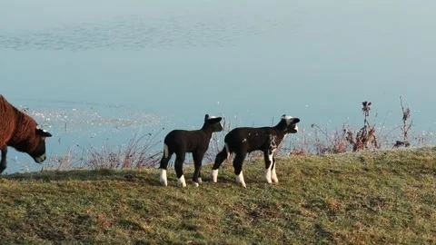 Brown sheep with two lambs walking on a dike Stock Footage 149627723