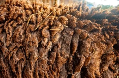 Brown sheep's wool texture or material for fabric or textile purposes Stock Photos