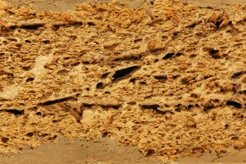 Brown shell limestone wall as abstract background. Stock Photos