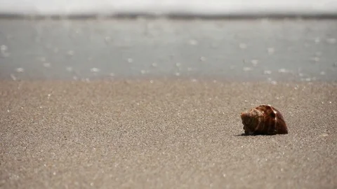 Brown Shell Washed Away Stock Footage 76756557