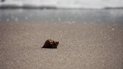 Brown Shell Waves Wash Away Stock Footage 76756720