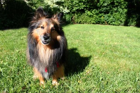 Brown sheltie Stock Photos