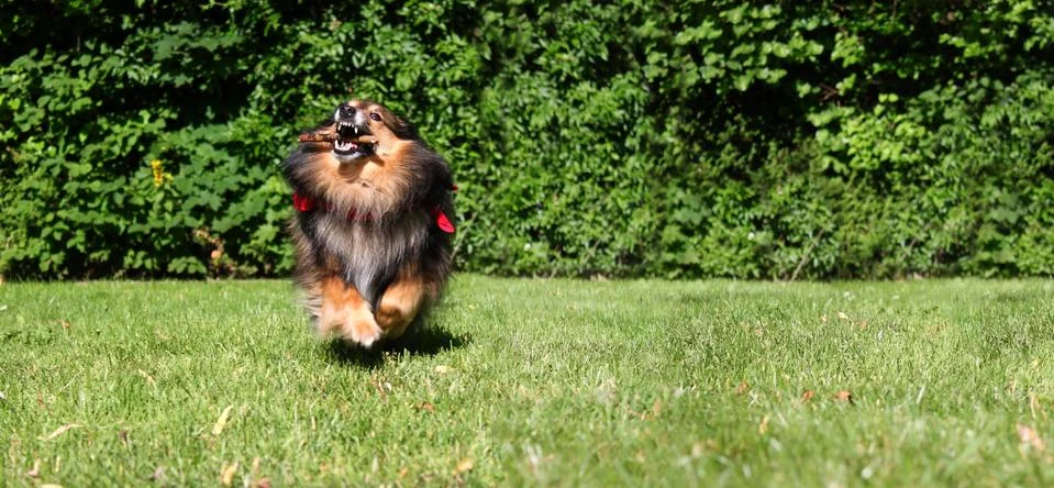 Brown Sheltie Stock Photos