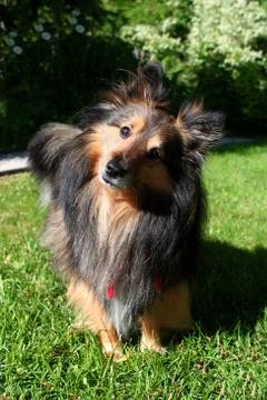 Brown Sheltie Stock Photos