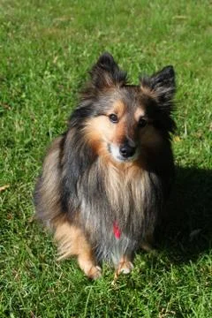 Brown Sheltie Stock Photos