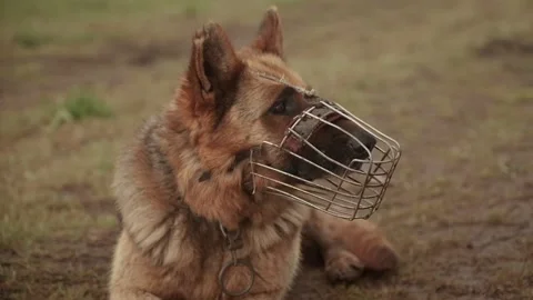 Brown shepherd dog in muzzle lies on ground looking around Stock Footage 133504120
