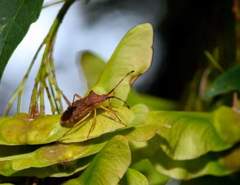 Brown shield bug resting on green maple seed pods Stock-Fotos