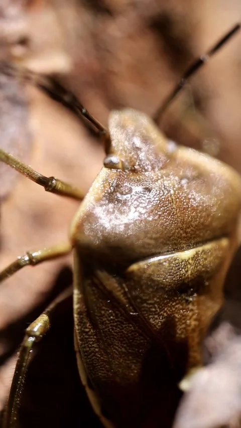 Brown Shield Bug Resting Motionless Close Up Shot Video stock 341803742
