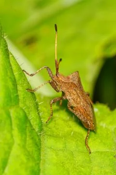 Brown shield bug sitting on the leaf Stock Photos