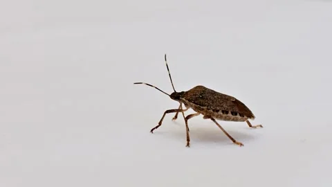 Brown shield bug stationary on white background Stock Footage 346681780